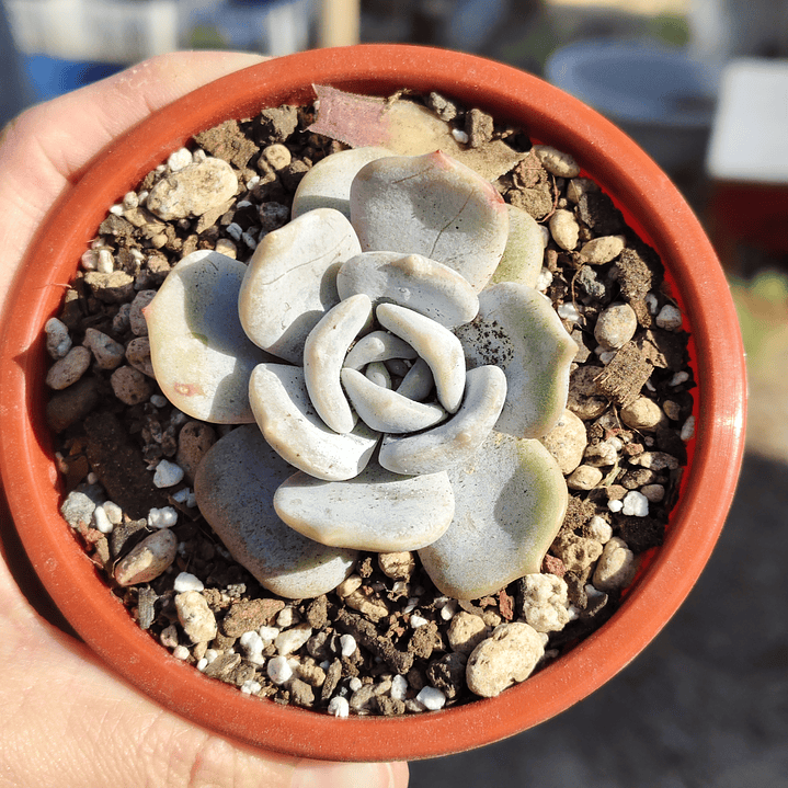 Echeveria Moondust 3