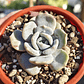 Echeveria Moondust - Miniatura 1