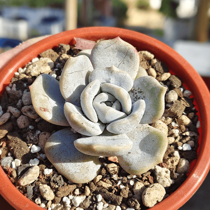 Echeveria Moondust 4