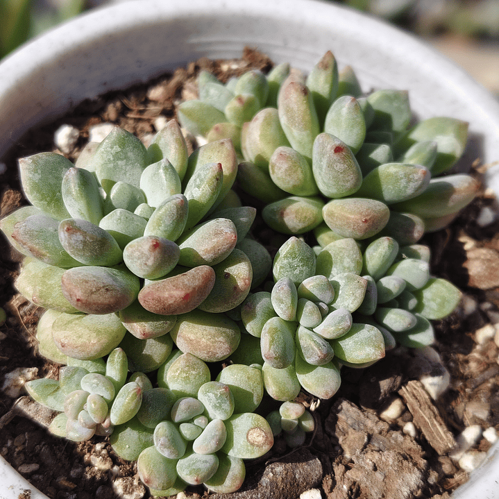 Echeveria Amoena 1