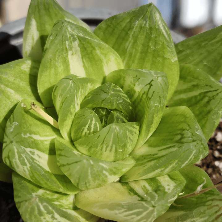 Haworthia cymbiformis Variegada  1