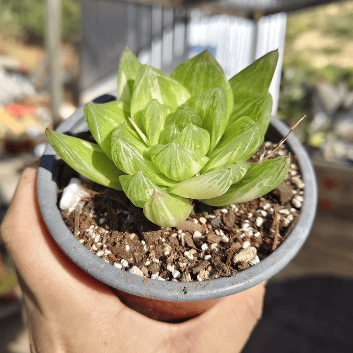 Haworthia cymbiformis Variegada  2
