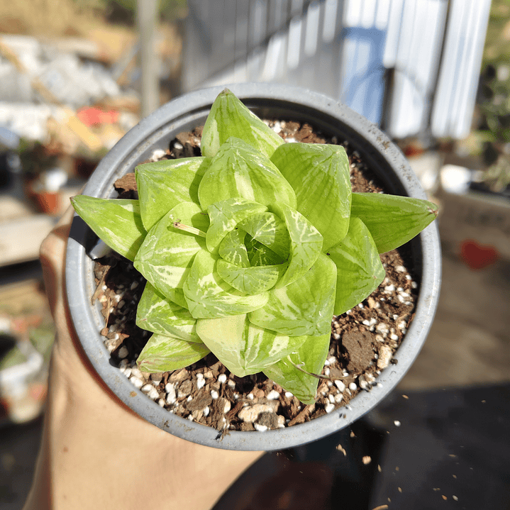 Haworthia cymbiformis Variegada  3