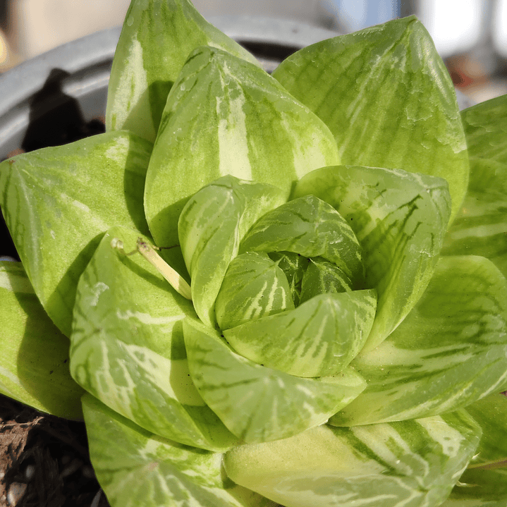 Haworthia cymbiformis Variegada  4