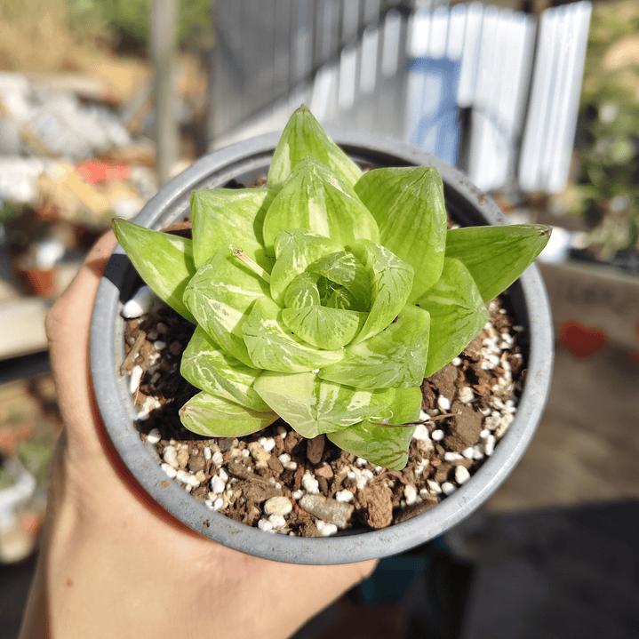 Haworthia cymbiformis Variegada  6