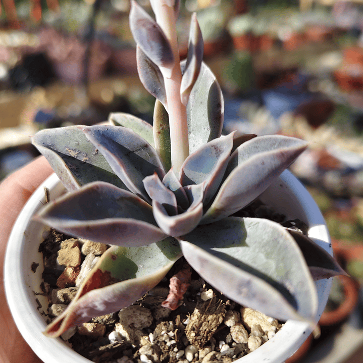Echeveria Fantastic Fountain 1