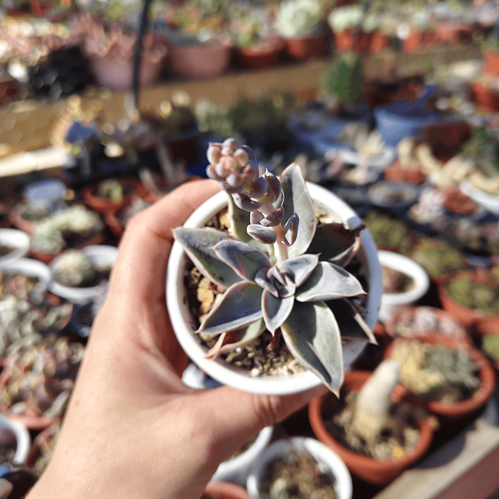 Echeveria Fantastic Fountain 2
