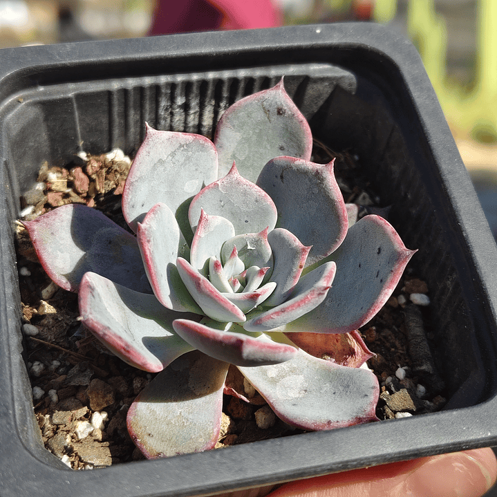 Echeveria Azulita 1