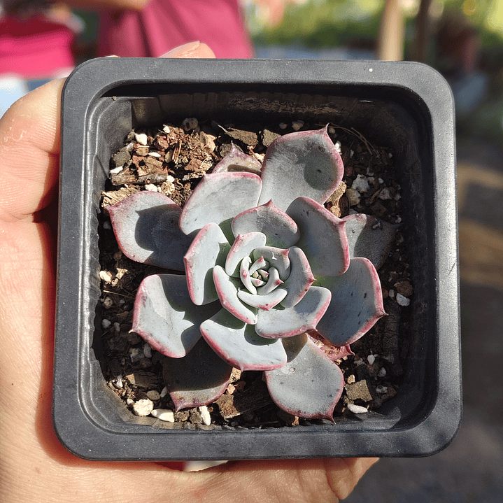 Echeveria Azulita 2