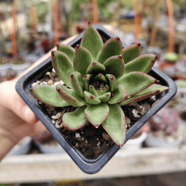 Echeveria Agavoide Christmas 3