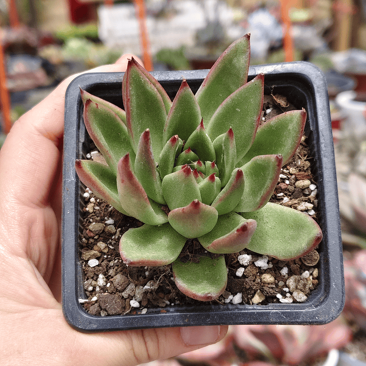 Echeveria Agavoide Christmas 2