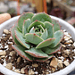 Echeveria Gloria  - Miniatura 1