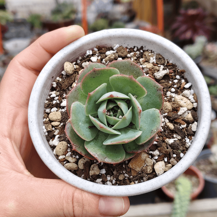Echeveria Gloria  2