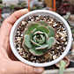 Echeveria Gloria  - Miniatura 2