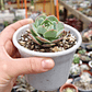 Echeveria Gloria  - Miniatura 3