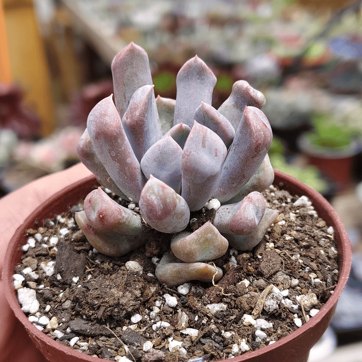 Graptoveria Cupido 1