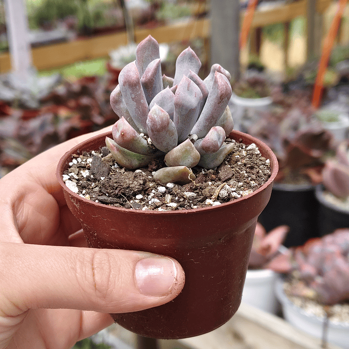 Graptoveria Cupido 8