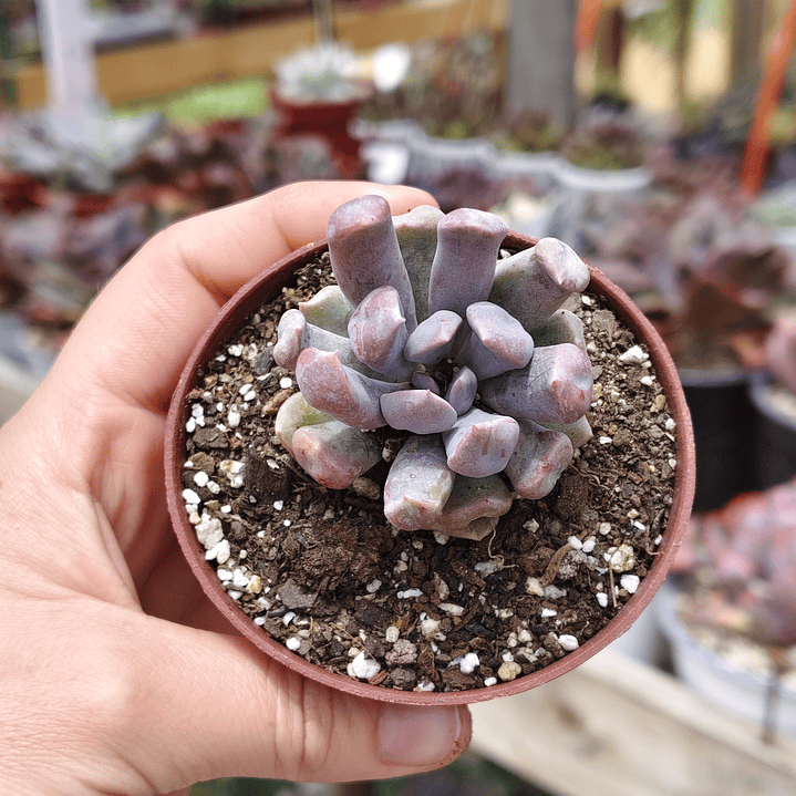 Graptoveria Cupido 7