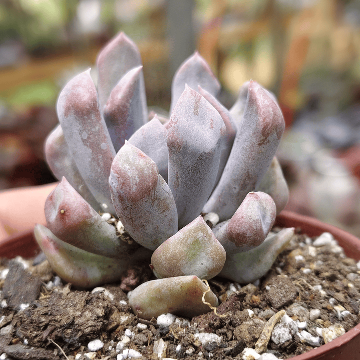 Graptoveria Cupido 6