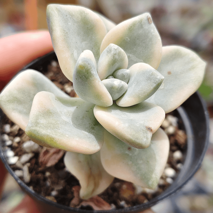 Graptoveria Victor Kane Variegado  4