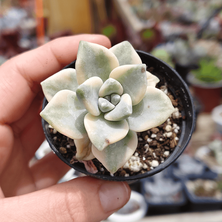 Graptoveria Victor Kane Variegado  1