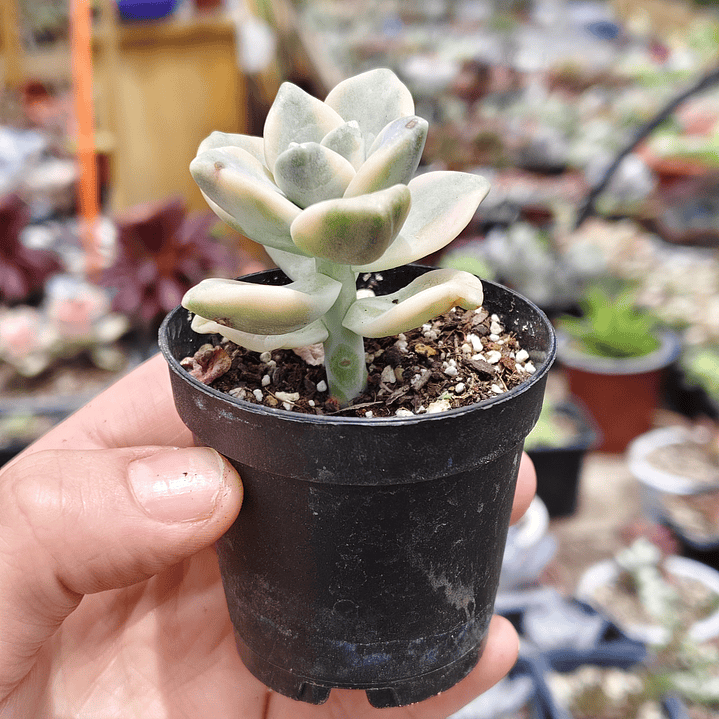 Graptoveria Victor Kane Variegado  2