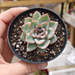 Echeveria Ice - Miniatura 3