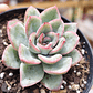 Echeveria Ice - Miniatura 1