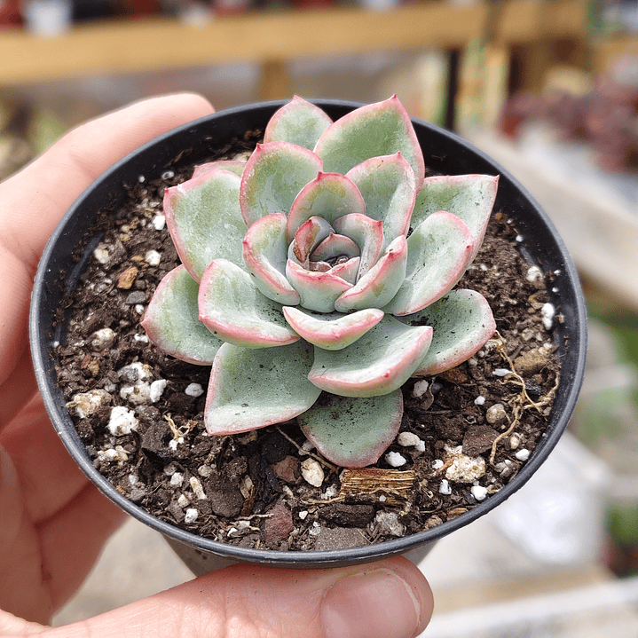 Echeveria Ice 4