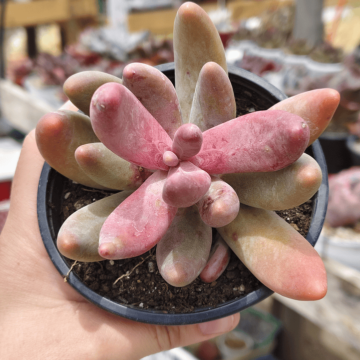 Pachyphytum Ganzhou 5