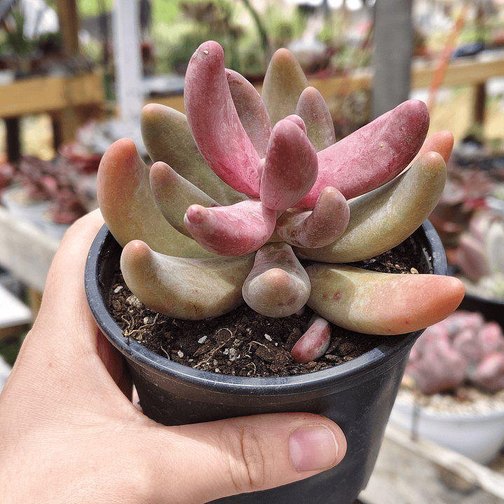 Pachyphytum Ganzhou 4