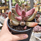 Pachyphytum Ganzhou - Miniatura 4