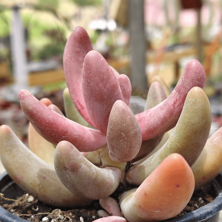 Pachyphytum Ganzhou 3