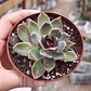 Echeveria Pushke - Coreana - Miniatura 5