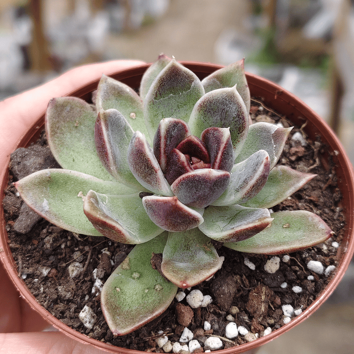Echeveria Pushke - Coreana 2