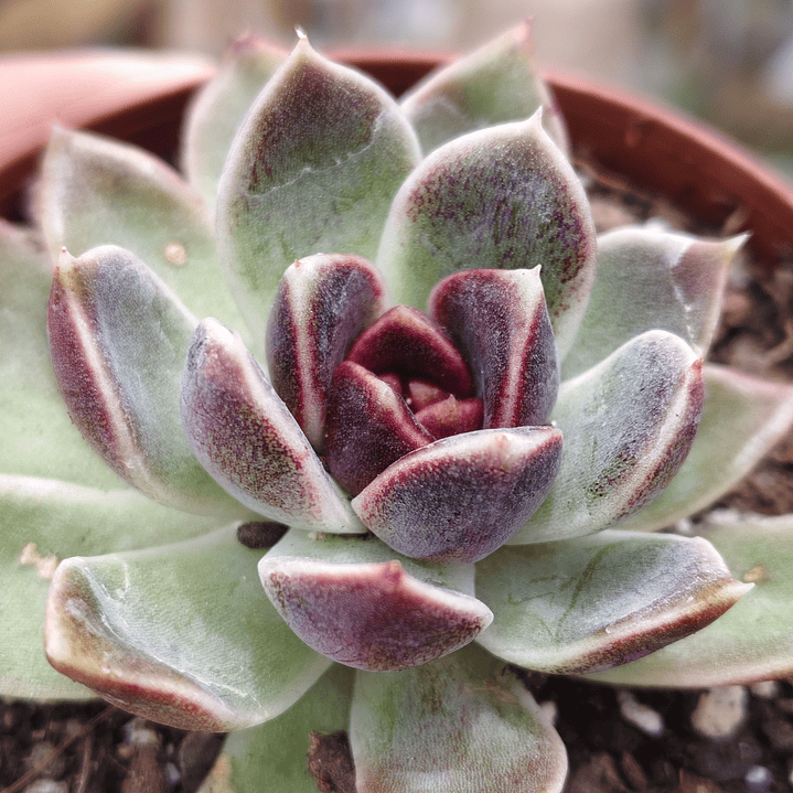 Echeveria Pushke - Coreana 1