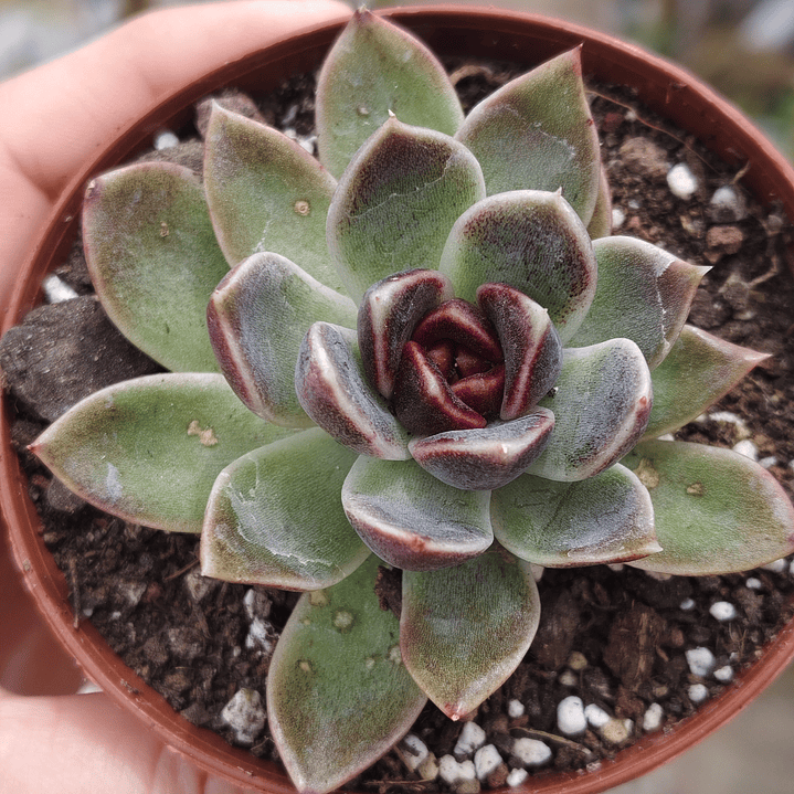 Echeveria Pushke - Coreana 3