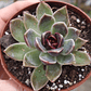 Echeveria Pushke - Coreana - Miniatura 3
