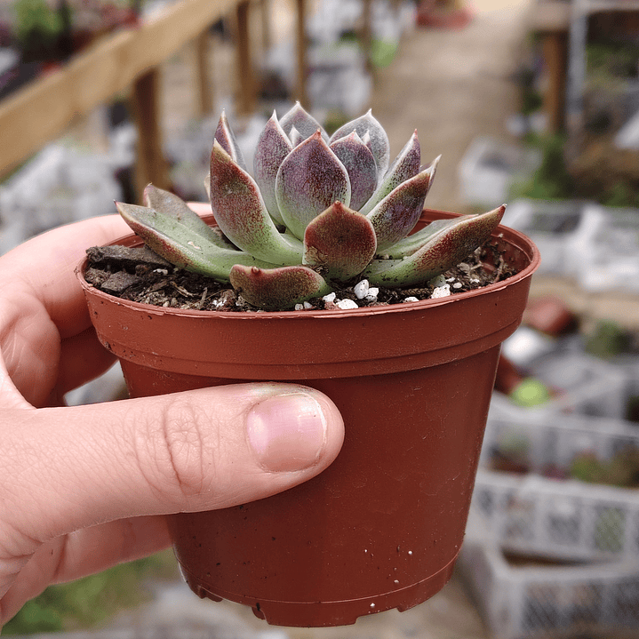 Echeveria Pushke - Coreana 4