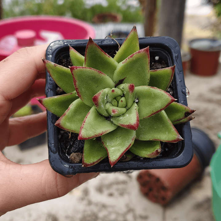 Echeveria agavoide Lipstick 2