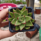Echeveria agavoide Lipstick - Miniatura 2