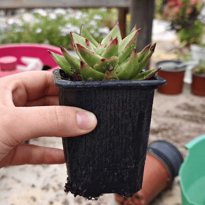 Echeveria agavoide Lipstick 3