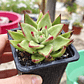 Echeveria agavoide Lipstick - Miniatura 4