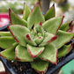 Echeveria agavoide Lipstick - Miniatura 1