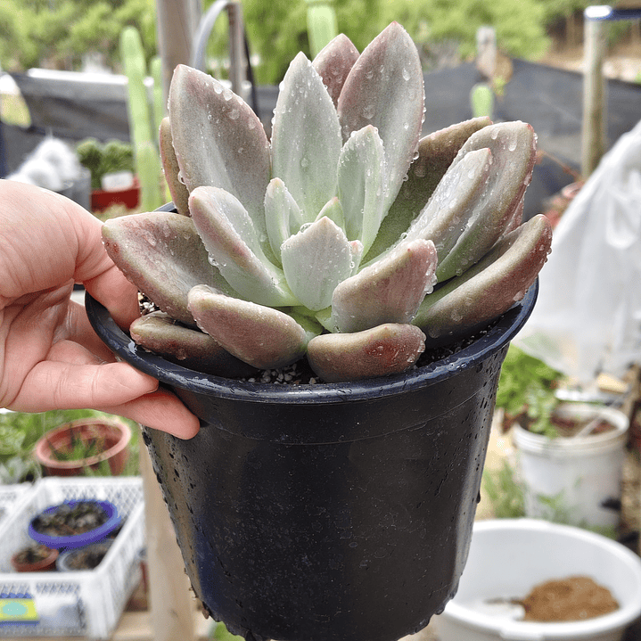 Echeveria Pink Donna  2