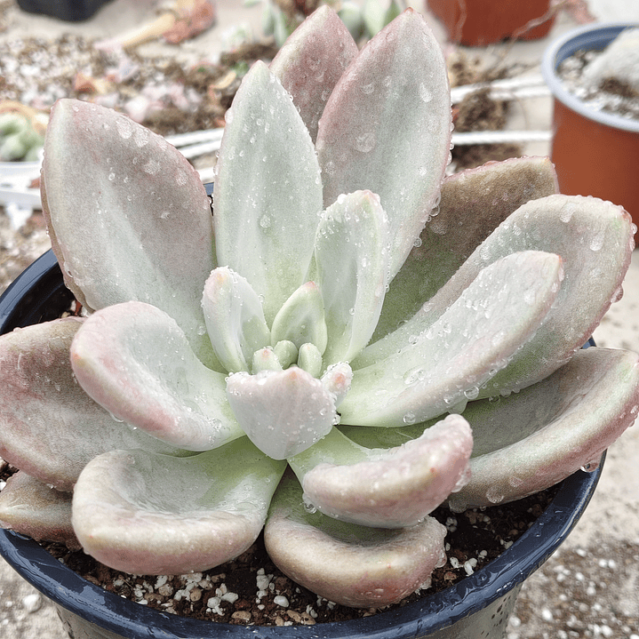 Echeveria Pink Donna  1