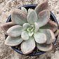 Echeveria Pink Donna  - Miniatura 3