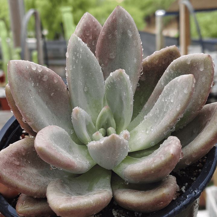 Echeveria Pink Donna  4