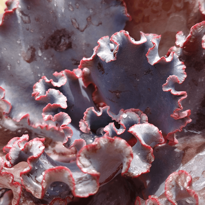 Echeveria Janet Naylor  2