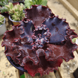 Echeveria Janet Naylor 